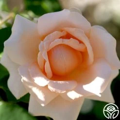 Breath Of Life™ 7 Breath Of Life™ -Healthy Plant Shop breath of life logo 04