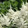 Bridal Veil Astilbe - Shade Perennial - False Spirea - Quart Pot 2 Bridal Veil Astilbe - Shade Perennial - False Spirea - Quart Pot -Healthy Plant Shop bridalveilast 88857.1612881921