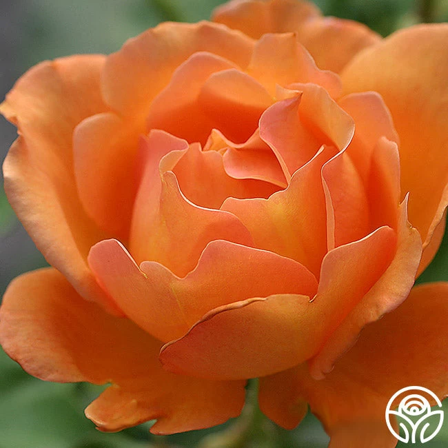 Bronze Star™ 4 Bronze Star™ - Image 2