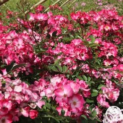 Bukavu 12 Bukavu -Healthy Plant Shop bukavu 2