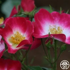 Bukavu 13 Bukavu -Healthy Plant Shop bukavu 4