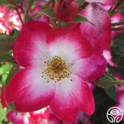 Bukavu 10 Bukavu -Healthy Plant Shop bukavu 6