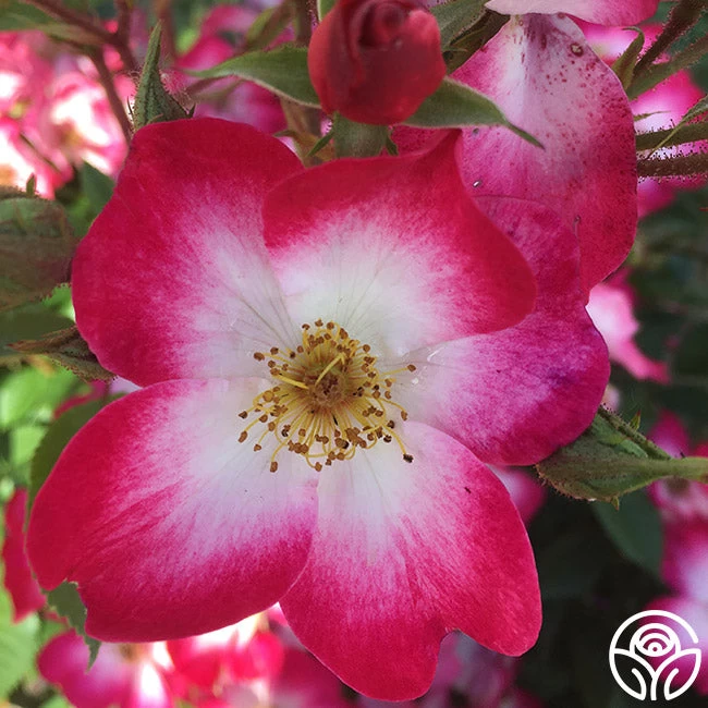 Bukavu 5 Bukavu - Image 3