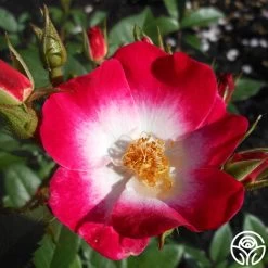 Bukavu 11 Bukavu -Healthy Plant Shop bukavu 7