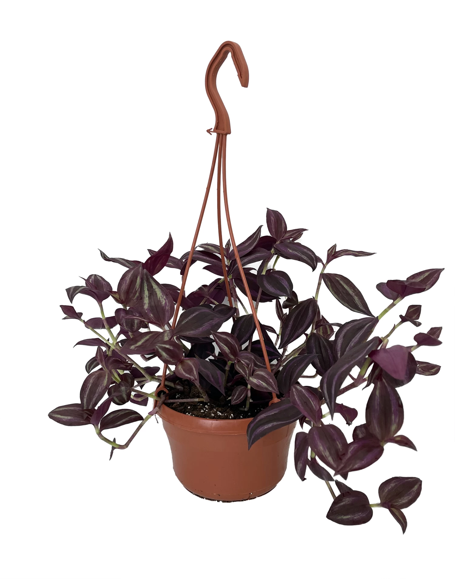 Burgundy Tradescantia - 6" Hanging Pot - Easy To Grow House Plant 3 Burgundy Tradescantia - 6" Hanging Pot - Easy To Grow House Plant