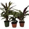 Calathea Assortment - 3 Pack In 4" Pots 2 Calathea Assortment - 3 Pack In 4" Pots -Healthy Plant Shop calathcol3 14747.1697493090