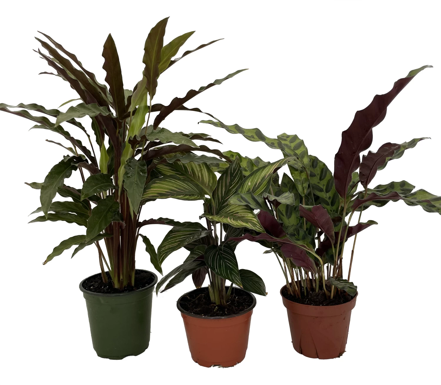 Calathea Assortment - 3 Pack In 4" Pots 3 Calathea Assortment - 3 Pack In 4" Pots