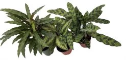 Calathea Assortment - 3 Pack In 4" Pots 5 Calathea Assortment - 3 Pack In 4" Pots -Healthy Plant Shop calatheacollection 28380.1697493090