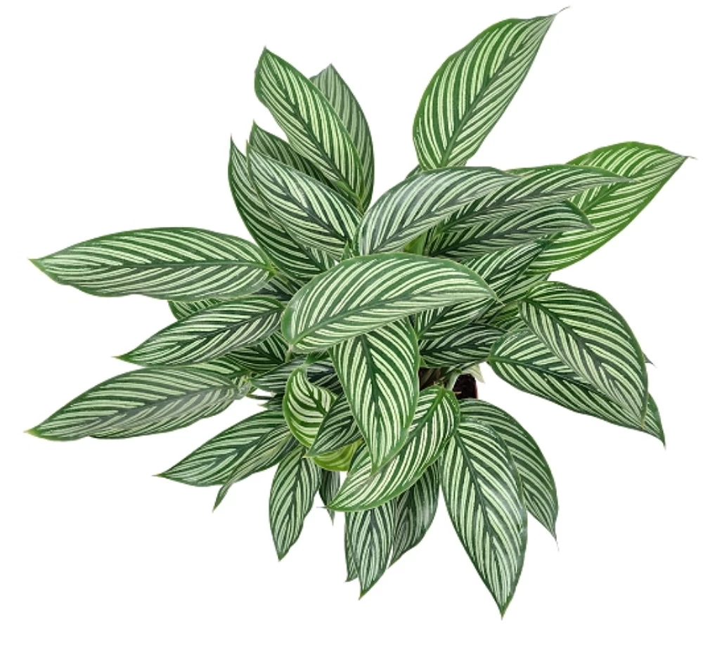 Uncommon Vittata Peacock Plant - Calathea - 6" Pot - Collector's Series 4 Uncommon Vittata Peacock Plant - Calathea - 6" Pot - Collector's Series - Image 2