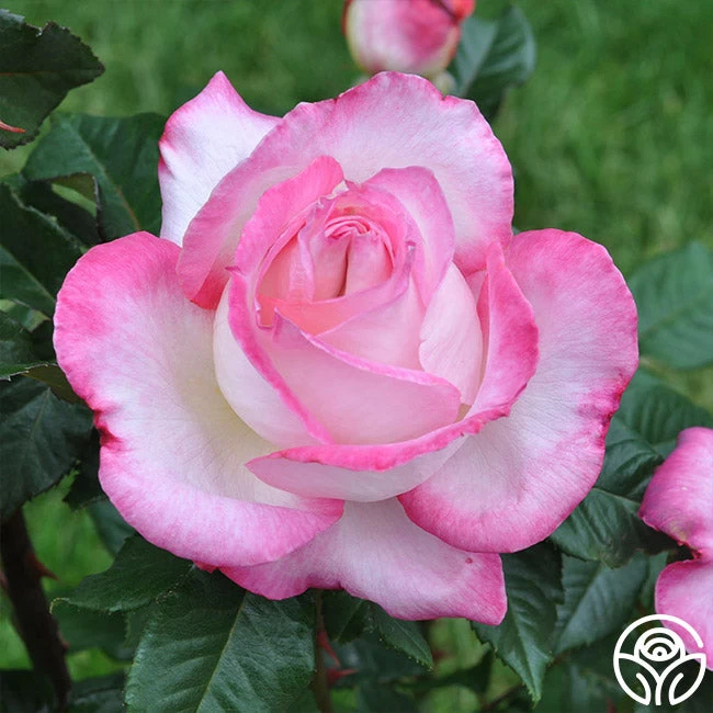 California Dreamin'™ 4 California Dreamin'™ - Image 2