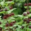 Simply Scentsational® Sweetshrub - Calycanthus - Proven Winners - 4" Pot -Healthy Plant Shop calycanthus simply scentsational 1 1080 1080 60 98287.1624731981