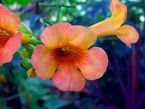 Indian Summer Trumpet Vine Plant - Campsis - 2.5" Pot 4 Indian Summer Trumpet Vine Plant - Campsis - 2.5" Pot - Image 2