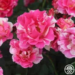 Candy Land -Healthy Plant Shop candyland 2