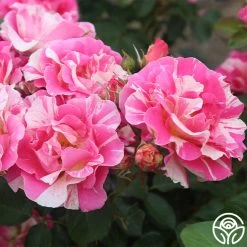 Candy Land -Healthy Plant Shop candyland 3