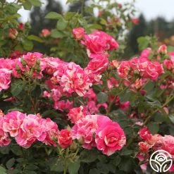 Candy Land -Healthy Plant Shop candyland 4