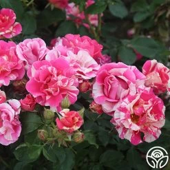 Candy Land -Healthy Plant Shop candyland 5