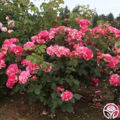 Candy Land -Healthy Plant Shop candyland 7 1