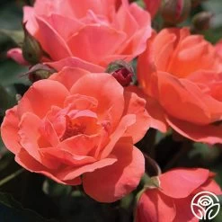 Carefree Celebration 8 Carefree Celebration -Healthy Plant Shop carefree celebration logo