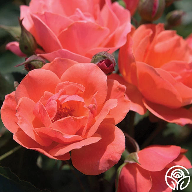 Carefree Celebration 4 Carefree Celebration - Image 3