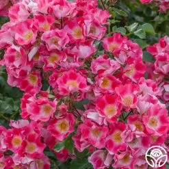 Carefree Spirit 8 Carefree Spirit -Healthy Plant Shop carefree spirit 3 1