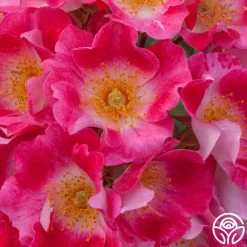 Carefree Spirit 9 Carefree Spirit -Healthy Plant Shop carefree spirit 4