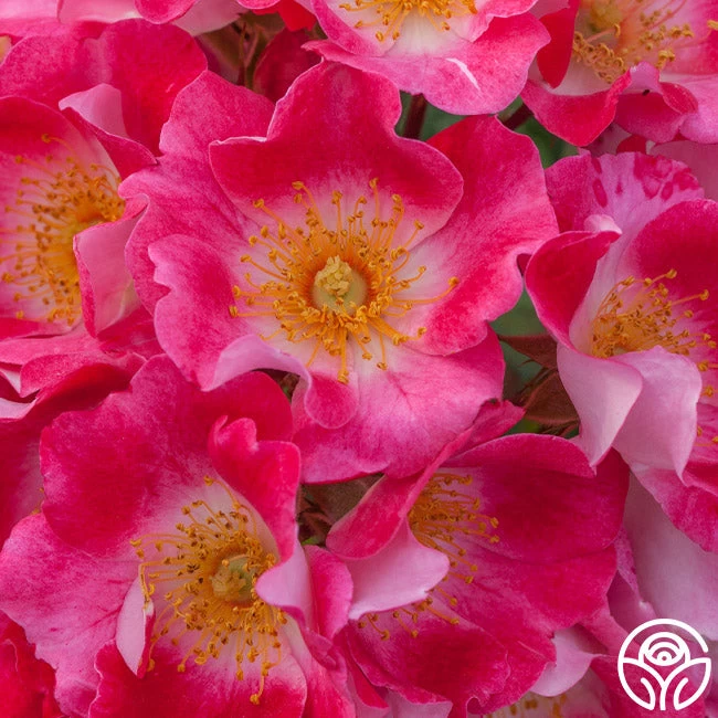 Carefree Spirit 6 Carefree Spirit - Image 4