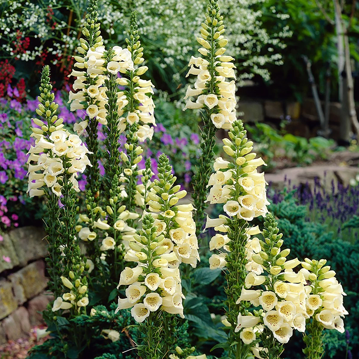 Carillon Dwarf Foxglove - Digitalis - Hardy Perennial Plant - Quart Pot 4 Carillon Dwarf Foxglove - Digitalis - Hardy Perennial Plant - Quart Pot - Image 2