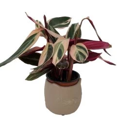 Tan Cat Ceramic Animal Pot - 6" X 4" - NEW -Healthy Plant Shop catpotplant 45727.1645122697