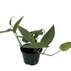 Rare Cebu Blue Pothos - Epipremnum Pinnatum - 4" Pot -Healthy Plant Shop cebu20blue 59219.1669223034