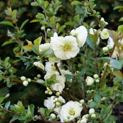 Double Take Eternal White™ - Flowering Quince - Proven Winners - 4" Pot -Healthy Plant Shop chaenomeles double take eternal white p1151363 800x800 f92133c 26659.1676398905