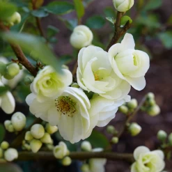 Double Take Eternal White™ - Flowering Quince - Proven Winners - 4" Pot -Healthy Plant Shop chaenomeles double take eternal white p1151370 800x800 fbc5f0b 92623.1676398906