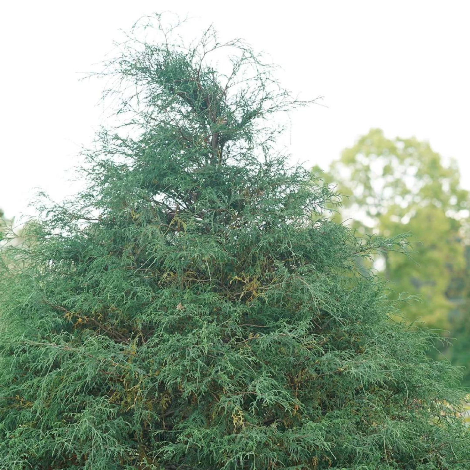 HAYWIRE™ False Cypress - Chamaecyparis - Proven Winners - 4" Pot 4 HAYWIRE™ False Cypress - Chamaecyparis - Proven Winners - 4" Pot - Image 2