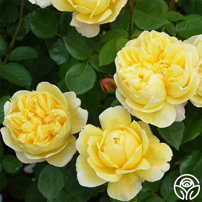 Charles Darwin® 3 Charles Darwin® - Image 2