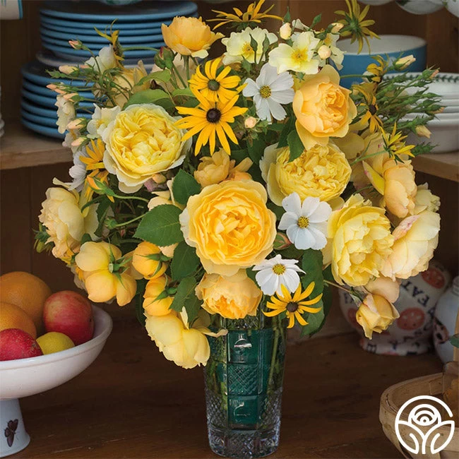 Charles Darwin® 5 Charles Darwin® - Image 4