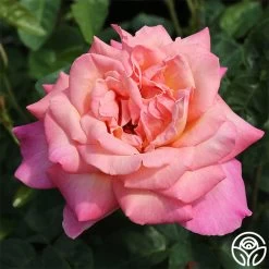 Chicago Peace® -Healthy Plant Shop chicago peace 2 8