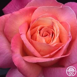 Chicago Peace® -Healthy Plant Shop chicago peace 5 8