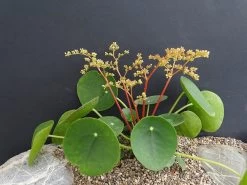 Chinese Money Plant - 4" Mini Hanging Basket - Pilea Peperomioides 7 Chinese Money Plant - 4" Mini Hanging Basket - Pilea Peperomioides -Healthy Plant Shop chinesemoneyplant4 46740.1616199456