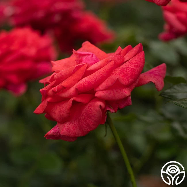 Cinnamon Dolce™ 17 Cinnamon Dolce™ - Image 15