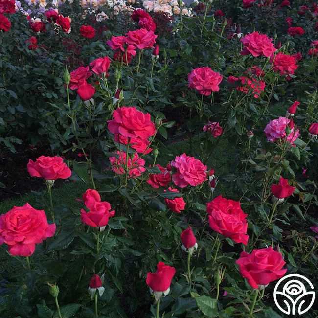 Cinnamon Dolce™ 10 Cinnamon Dolce™ - Image 8