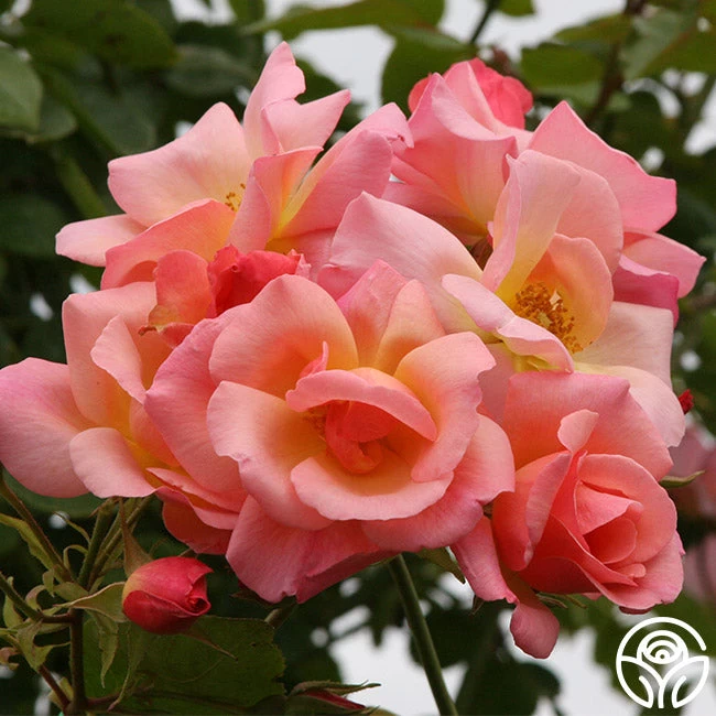 City Girl™ 3 City Girl™