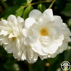 CL Iceberg -Healthy Plant Shop cl iceberg 14