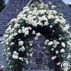 CL Iceberg -Healthy Plant Shop cl iceberg 1 1