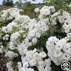 CL Iceberg -Healthy Plant Shop cl iceberg 2 1