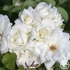 CL Iceberg -Healthy Plant Shop cl iceberg 3 1