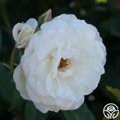 CL Iceberg -Healthy Plant Shop cl iceberg 5 1