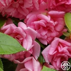 Healthy Plant Shop -Healthy Plant Shop cl pinkie logo 01