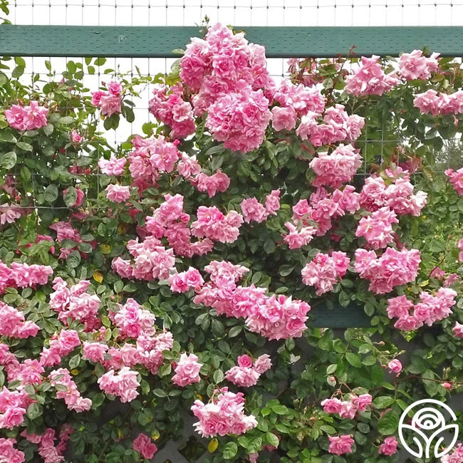 CL Pinkie 5 CL Pinkie - Image 3