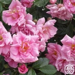 CL Pinkie 9 CL Pinkie -Healthy Plant Shop cl pinkie logo 04