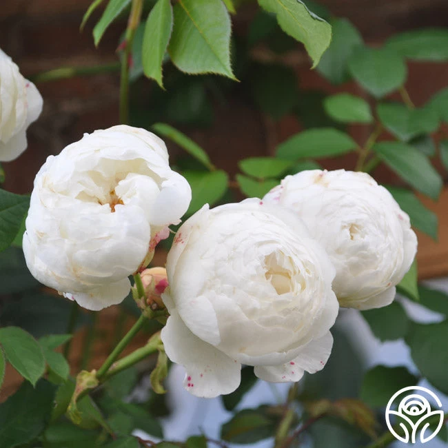 Claire Austin 6 Claire Austin - Image 4