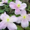 Montana Mayleen Clematis - Very Fragrant - 2.5" Pot -Healthy Plant Shop clematis montana mayleen 86011.1615344835